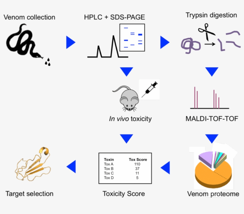After Venom Fractionation By Hplc, Toxins Are Identified - Venomic Mass Spec Workflow, transparent png