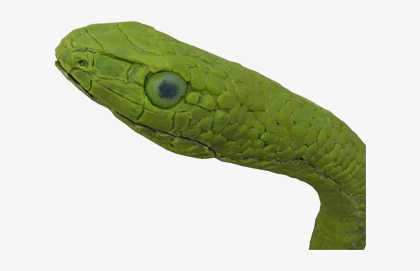 Forest Snake - Smooth Greensnake, transparent png