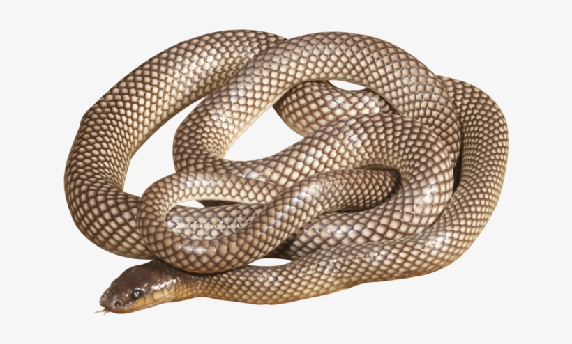 How Long Did It Take You To Write The Book Of Snakes - Eastern Brown Snake, transparent png