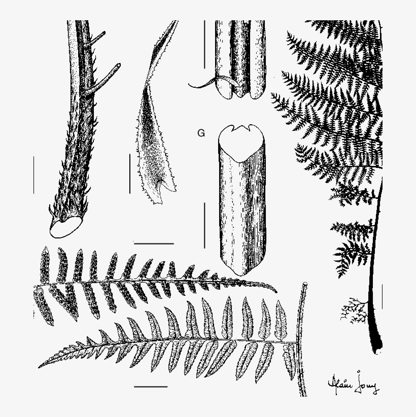 A, Silhouette Of A Leaf - Sketch, transparent png