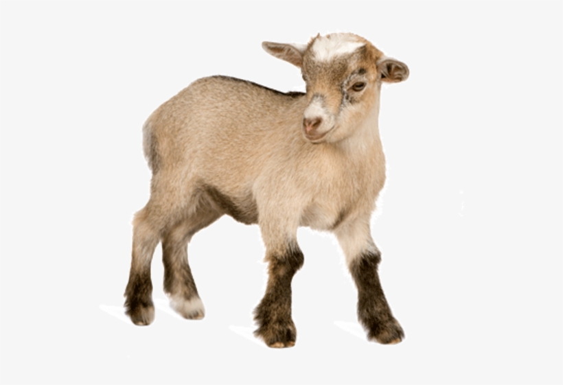 They Range From Pure White To Brown-black Pied, Or - Kid Goat Png, transparent png