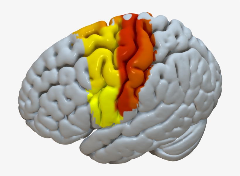 Sensorimotor - Illustration, transparent png