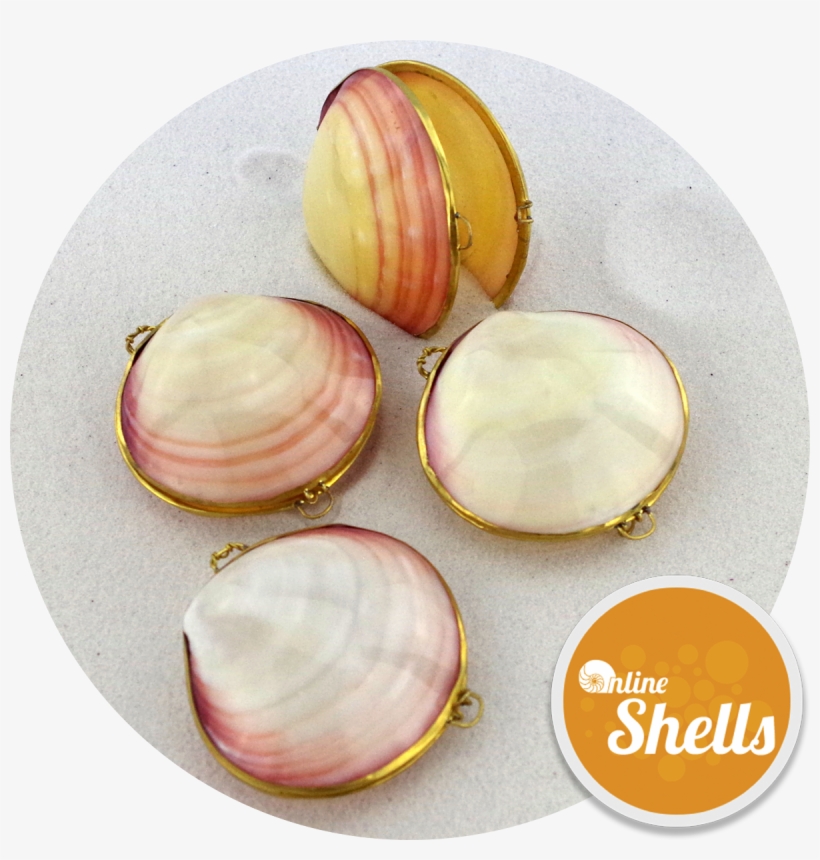 Polished - Baltic Clam, transparent png