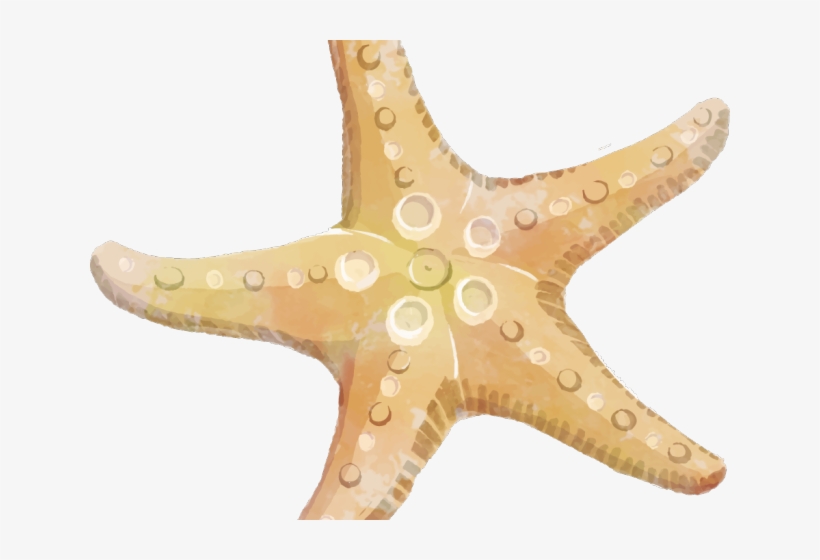 Free Starfish Clipart - Transparent Background Starfish Clipart Png, transparent png