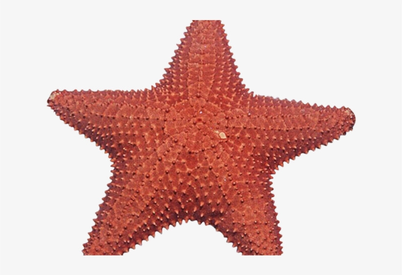 Starfish Clipart Under Sea Estrela Do Mar Png 640x480 Png Download Pngkit