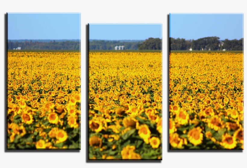 Wolf 3 Panel Canvas Print 099 01 Sunflower Field 3 - Field, transparent png
