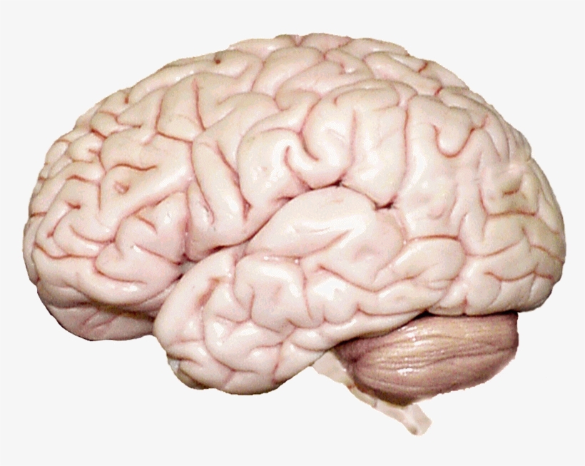 Location - Grooves In The Brain Called, transparent png