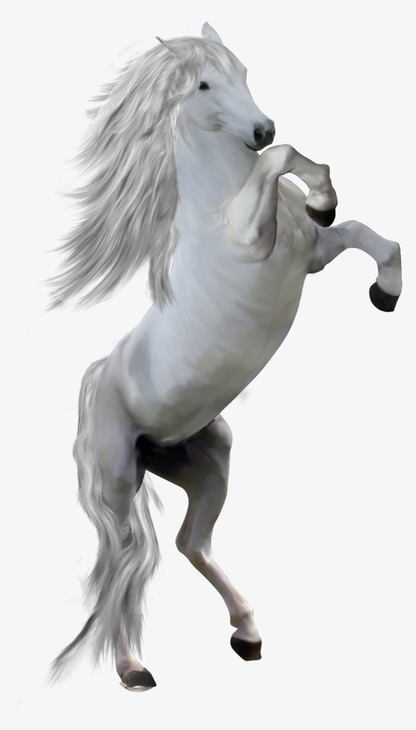 800 X 1356 1 - White Horse Front Png, transparent png