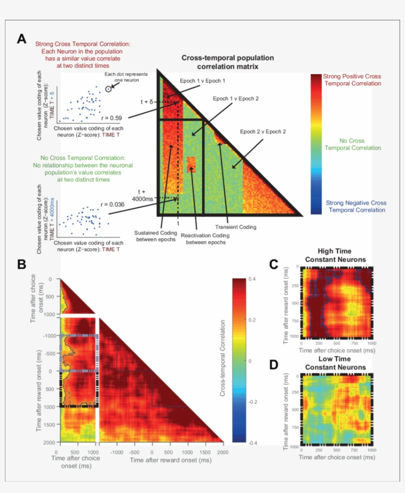 The Same Ofc Neurons Correlate Strongly With Chosen - Diagram, transparent png