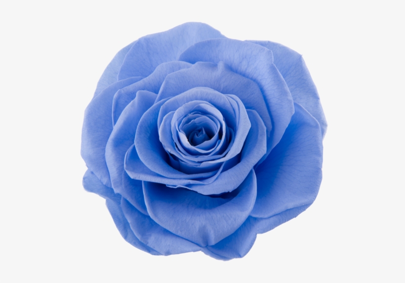 Marine Blue - Blue Rose, transparent png
