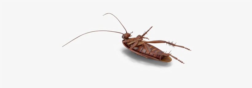 Roach Png Free Download - Mosquito, transparent png