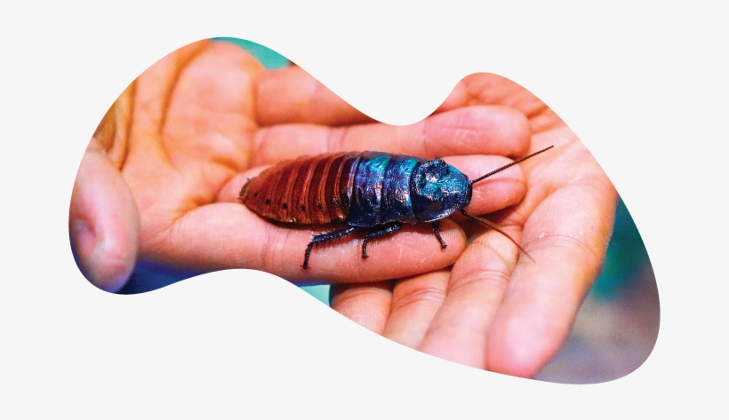 Madg-roach - Madagascar Hissing Cockroach, transparent png