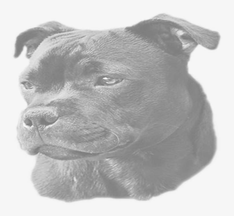 Staffordshire Bull Terrier, transparent png