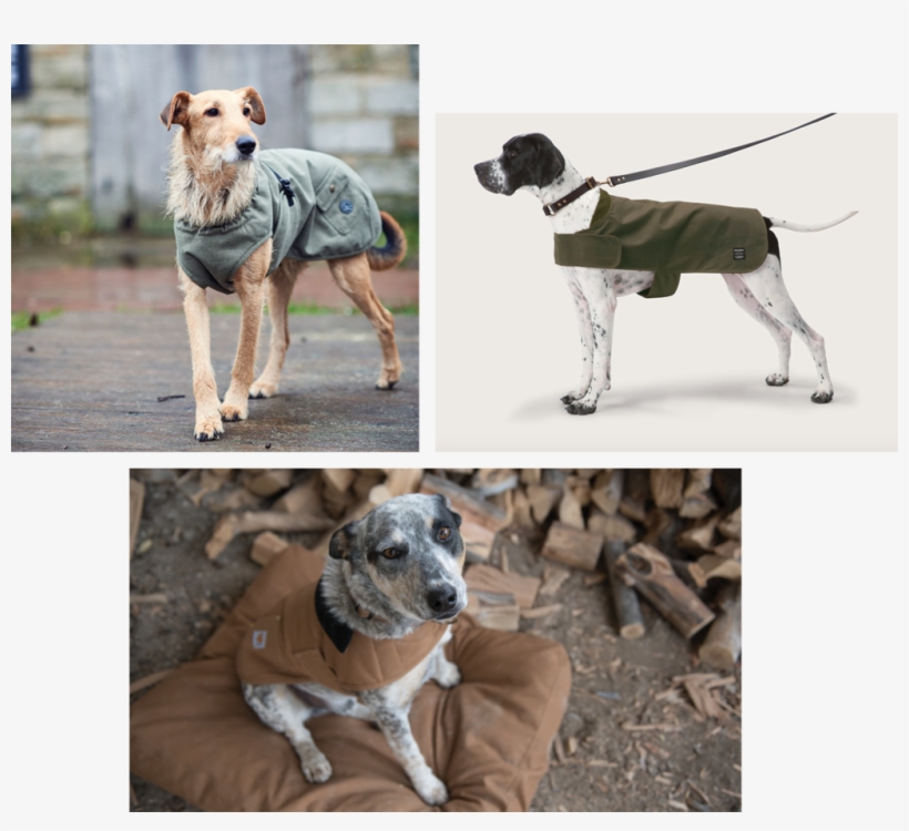 Ultimate Dog Coat Guide - Great Dane, transparent png