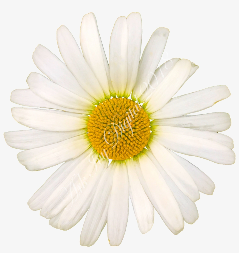 White Daisy - Oxeye Daisy, transparent png