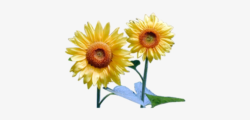 Photoshop Png Frames Wallpapers Designs Flowers - African Daisy, transparent png