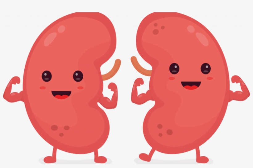 Automatic Reporting Improves Kidney Patient Outcomes - Healthy Kidneys, transparent png