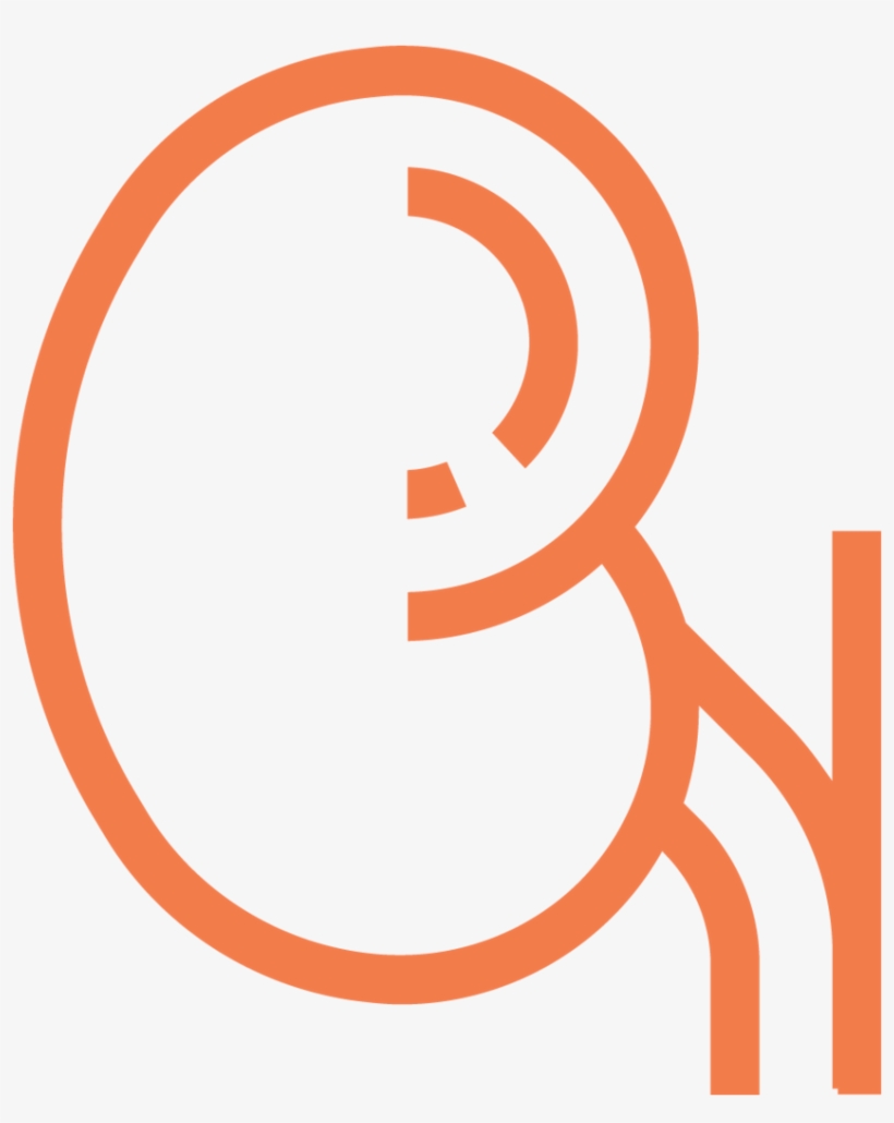 Kidney Ecm Cell Culture Substrates - Circle, transparent png