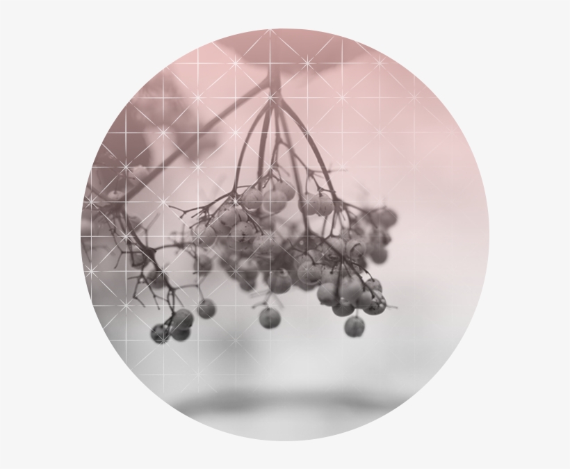 Read More - Blueberry, transparent png
