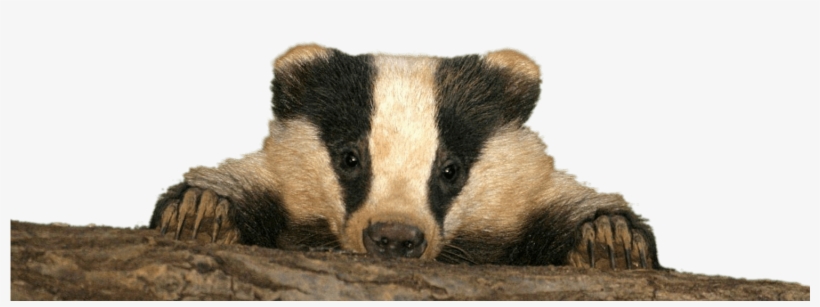 Baby Badger - Badger Baby, transparent png