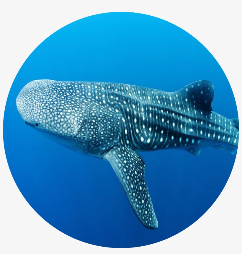 Whale Shark, transparent png