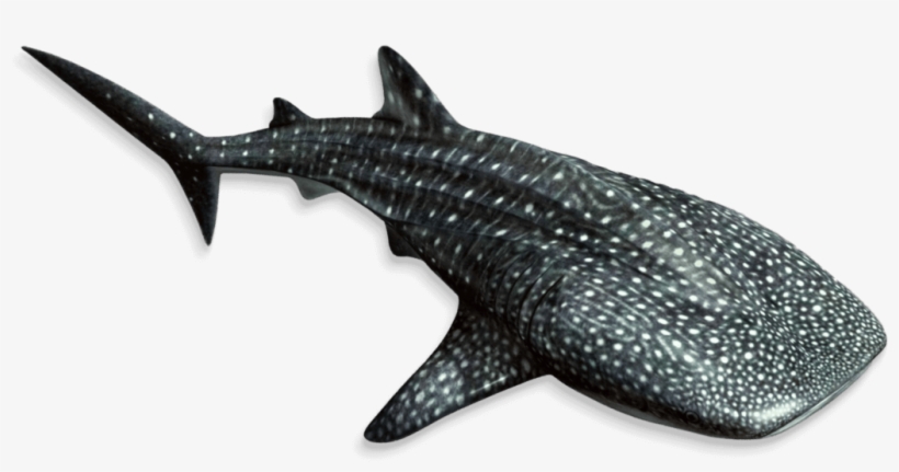 Georgia Aquarium In Downtown Atlanta Georgia Aquarium - Whale Shark, transparent png