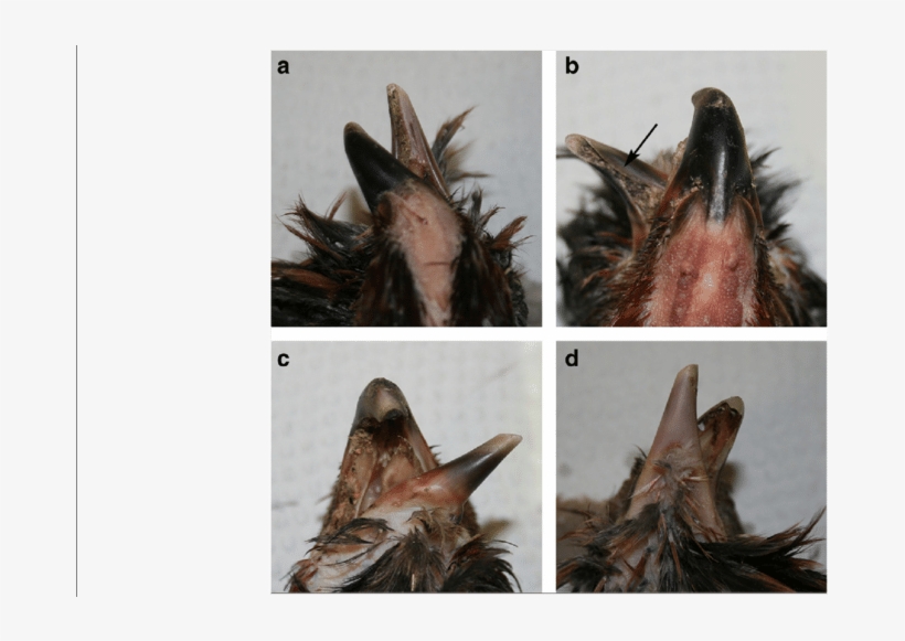 Examples Of Typical Crossed Beak In Appenzeller Barthuhn - Big Brown Bat, transparent png