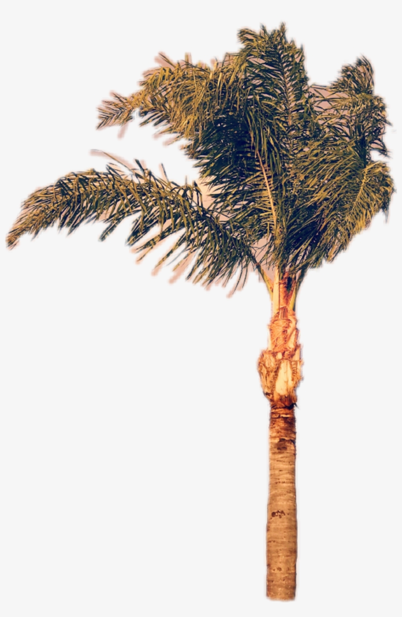 Palmera Sticker - Pond Pine, transparent png
