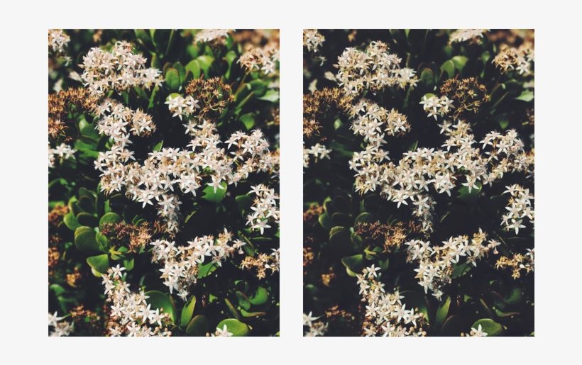 Vsco Left, Darkroom Right - Wild Horsemint, transparent png