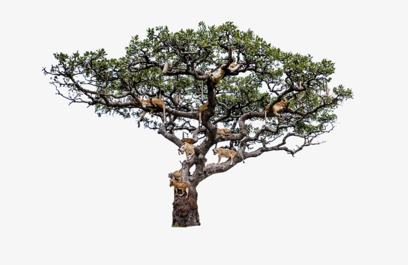 I Will Remove Or Change 10 Pictures Backgrounds - Lake Manyara Tree Climbing Lion, transparent png