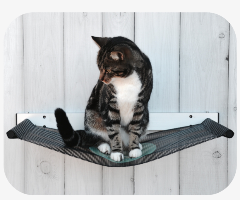 Catipilla Hammock - Tabby Cat, transparent png