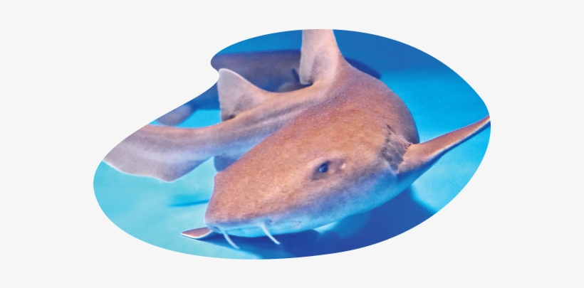 Shark-inv - Rat, transparent png