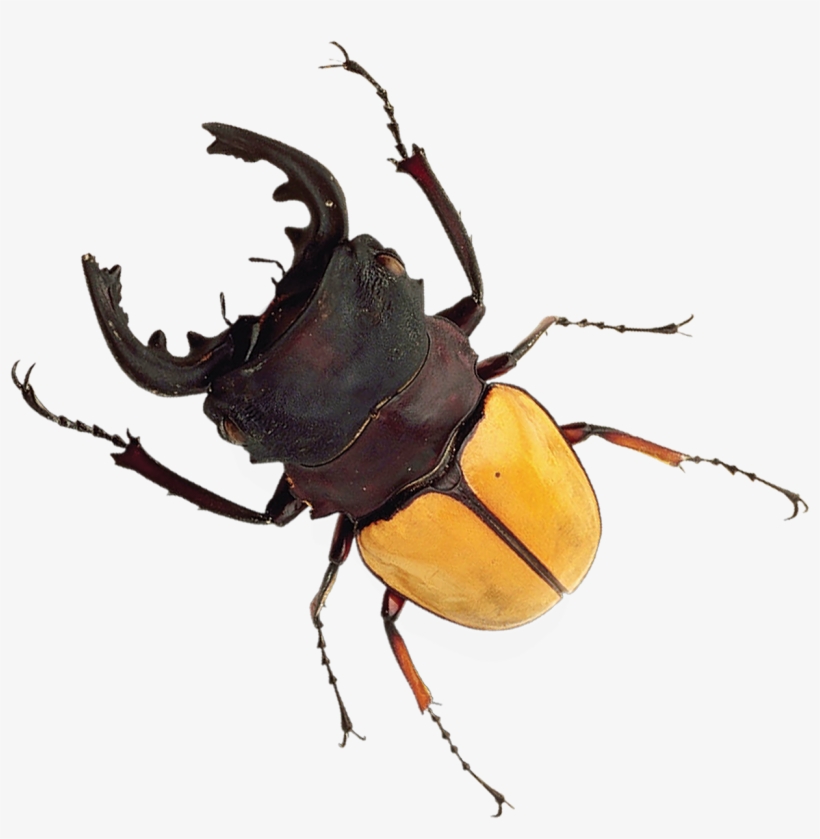 Stag-beetle - Stag Horn Beetle, transparent png