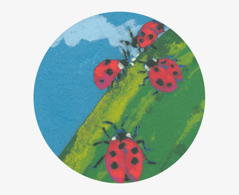 9 - Ladybug, transparent png