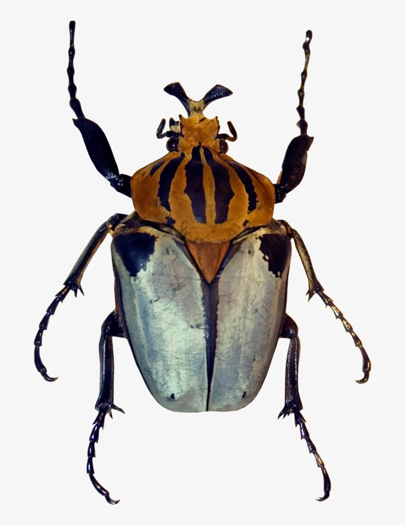 Yellow Striped Beetle, transparent png