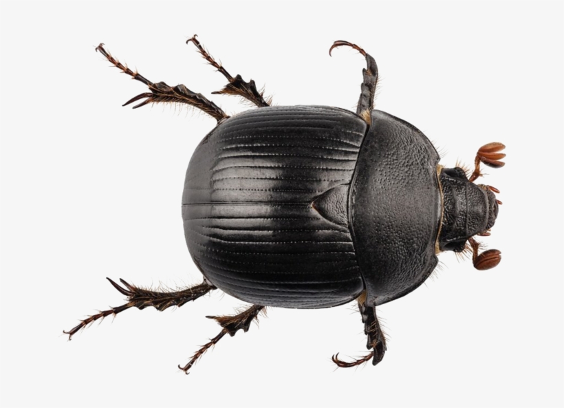 Black Beetle Png Transparent - Geotrupes Stercorarius, transparent png
