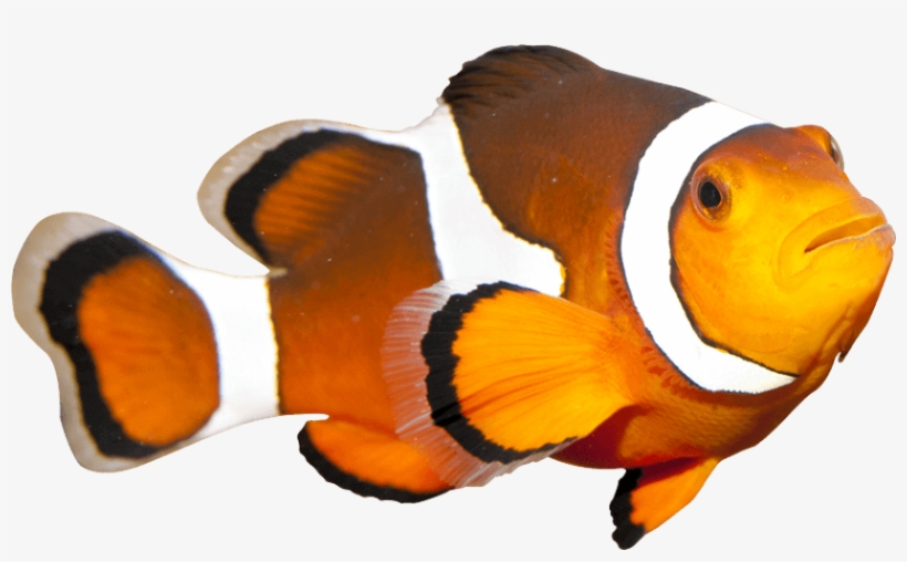 Coral Reef Fish, transparent png