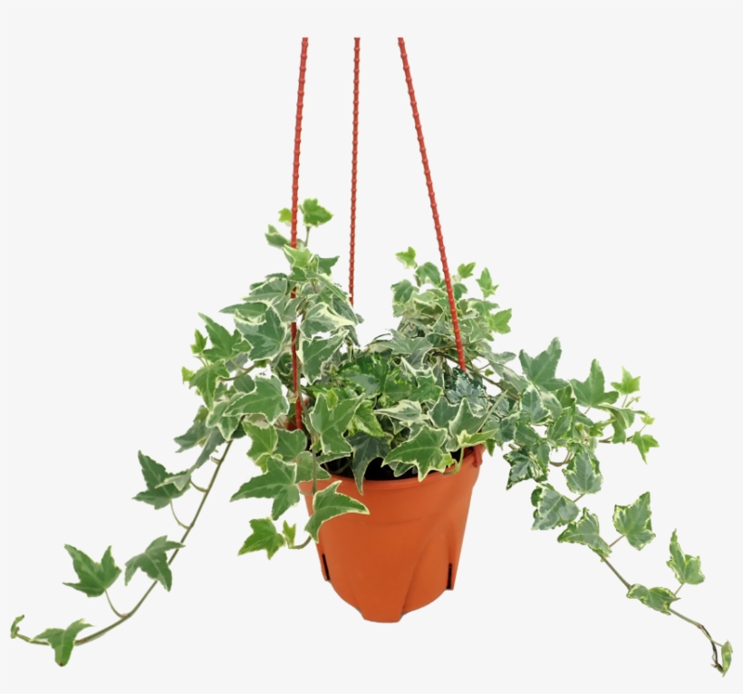 Flowerpot, transparent png