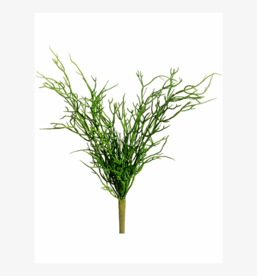 13" Hanging Pencil Cactus Pick Green - Houseplant, transparent png