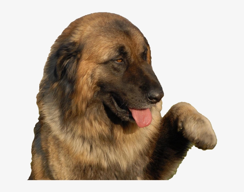Long-haired Estrela Mountain Dog - Estrela Mountain Dog, transparent png