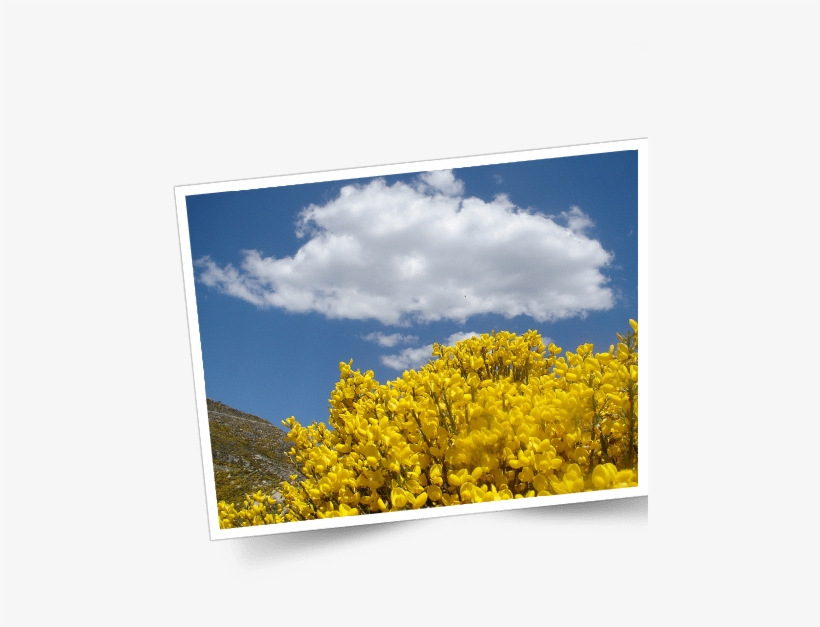 Serra Da Estrela Foto - Canola, transparent png