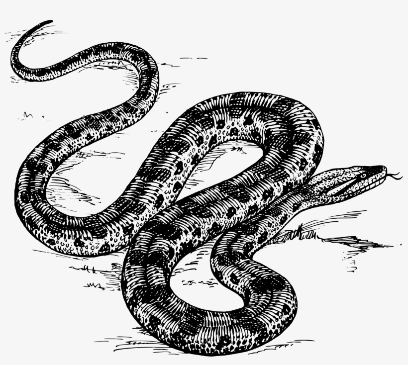 Anaconda Png, transparent png