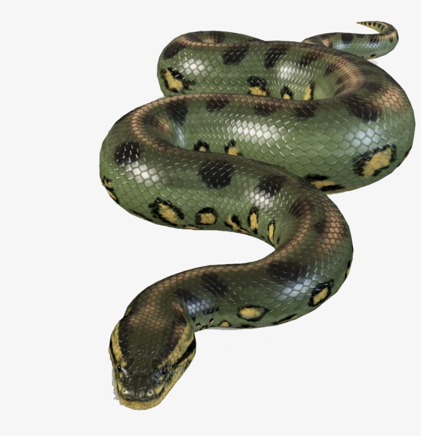 Python - 1200x1200 PNG Download - PNGkit