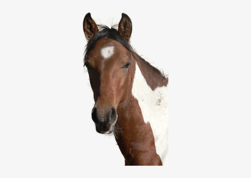 Horse Head Png - Horses Head Png, transparent png