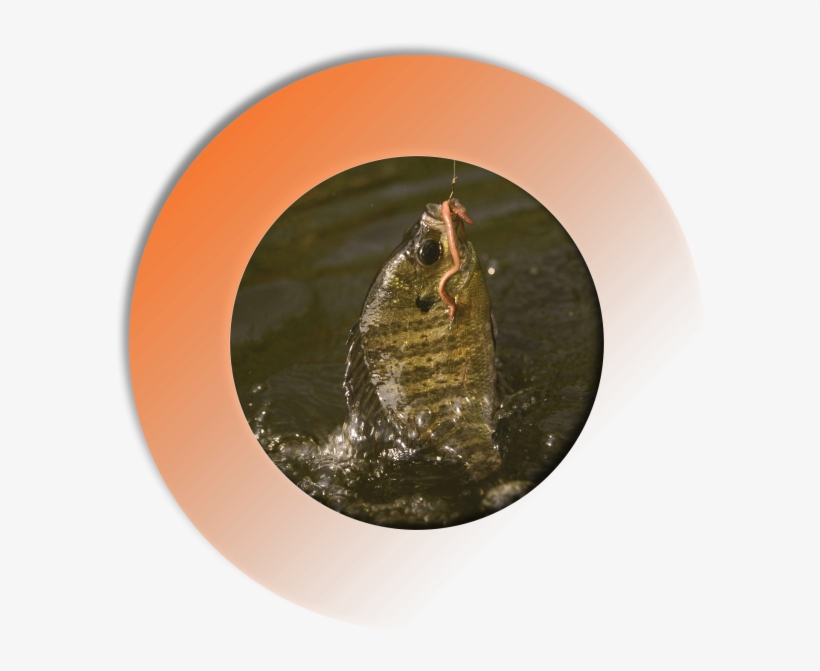 Take Advantage Of This Dnr Awarded Blue Ribbon Trout - Book Worm Report: Book Reports, transparent png