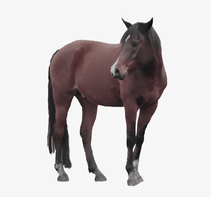 Horse Head No Background, transparent png