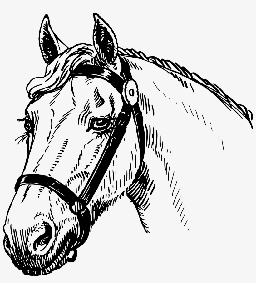 Clipart Black And White Library Big Image Png - Horse Head Drawing Png, transparent png