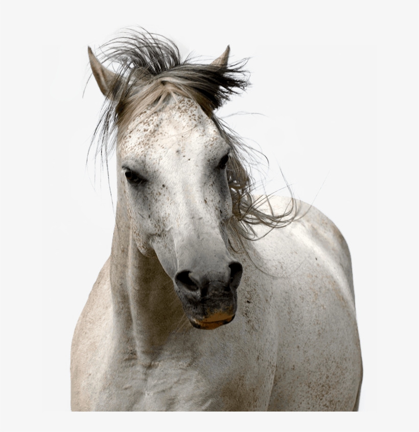 Ers Horse - Horse, transparent png