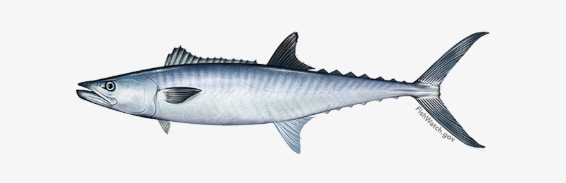 King Mackerel, transparent png