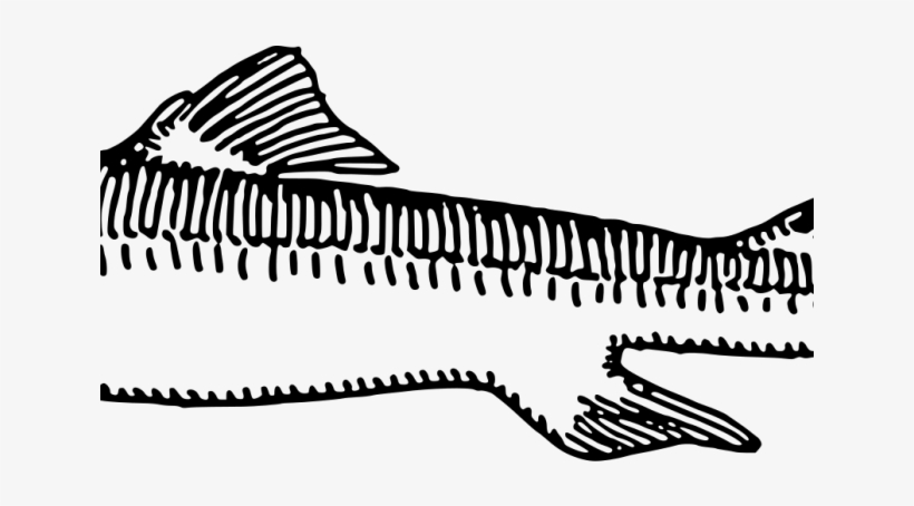 Shark Clipart Dogfish - Dogfish Drawing, transparent png